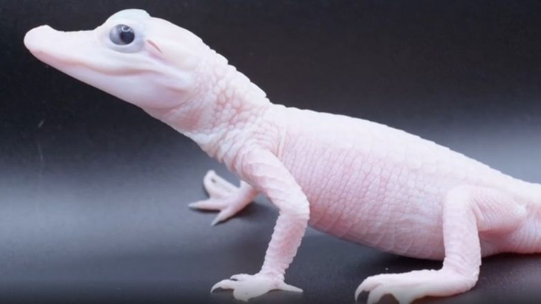 Σπάνιος λευκός αλιγάτορας γεννήθηκε σε πάρκο ερπετών στη Φλόριντα