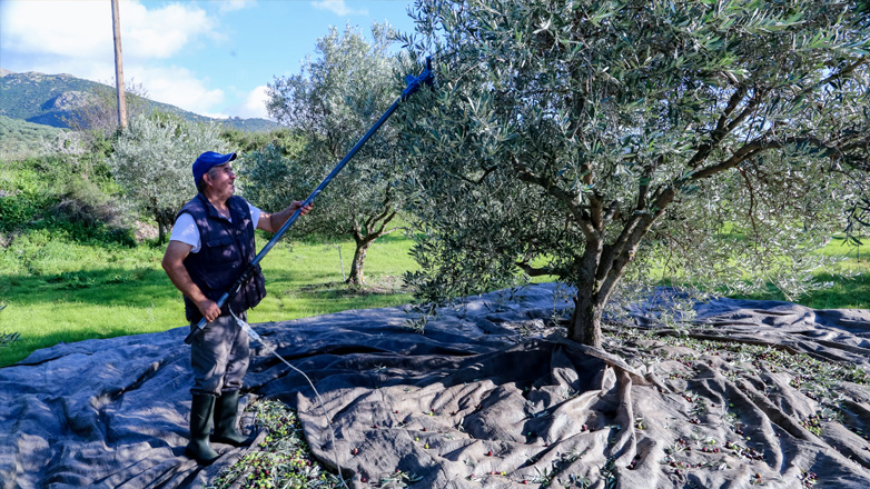 Άρτα: Κραυγή αγωνίας από τους ελαιοπαραγωγούς για το μειωμένο εισόδημα