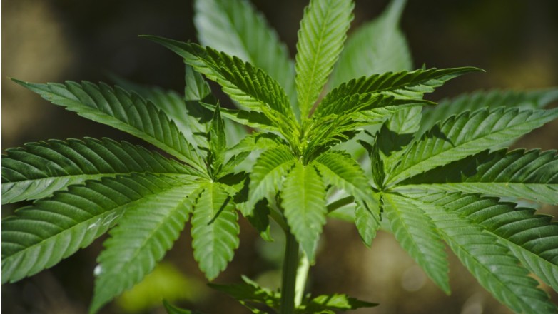 Νόμιμη η κάνναβη στην Ολλανδία – Ποιο είναι το σχέδιο