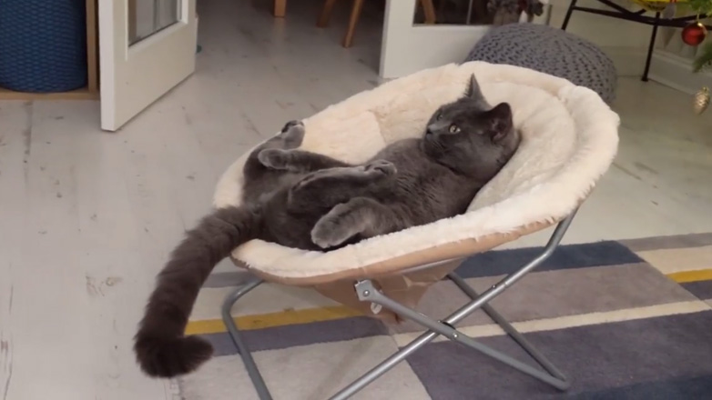 Μια γάτα βλέπει κινούμενα σχέδια