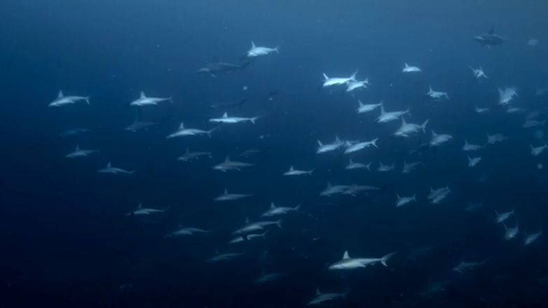 Δύτης συναντά μικρούς σφυροκέφαλους καρχαρίες