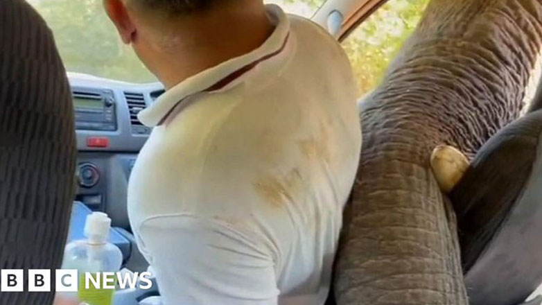 Πεινασμένος ελέφαντας σπάει παράθυρο αυτοκινήτου οικογένειας αναζητώντας τροφή