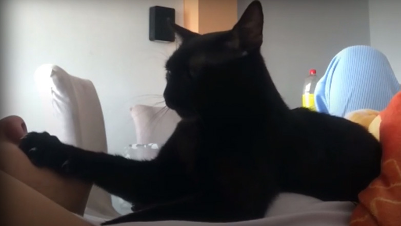 Γάτος συμπαραστέκεται στην ιδιοκτήτριά του