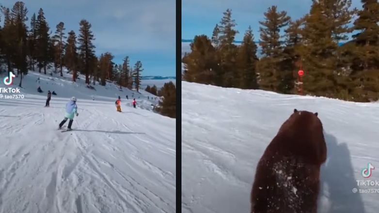 Αρκούδα περνάει ξυστά από σκιέρ – viral video