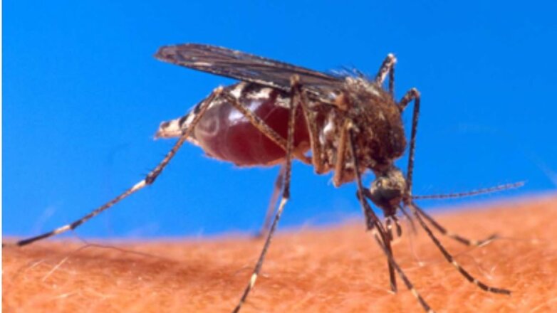 Mε αύξηση μετάδοσης ασθενειών μέσω κουνουπιών «απειλεί» η κλιματική αλλαγή