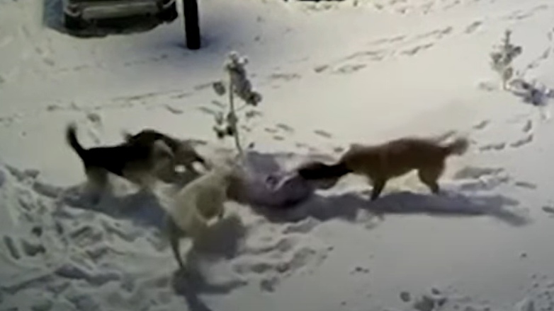 Τρόμος για 9χρονη στην Ρωσία: Δέχτηκε επίθεση από τέσσερα σκυλιά – Δείτε το βίντεο