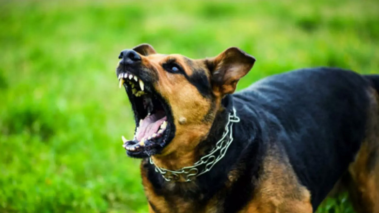 Σκυλιά επιτέθηκαν και δάγκωσαν 16χρονη στο Ρέθυμνο