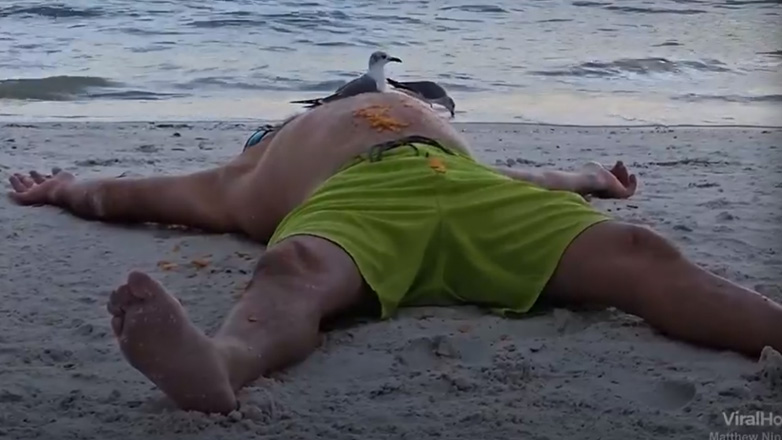 Αποτυχημένη επίθεση γλάρου σε σνακ!