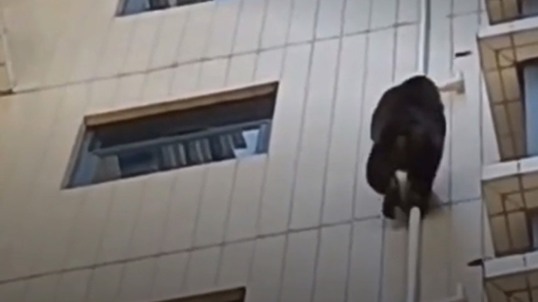 Γορίλας σκαρφαλώνει σε πρόσοψη κτηρίου