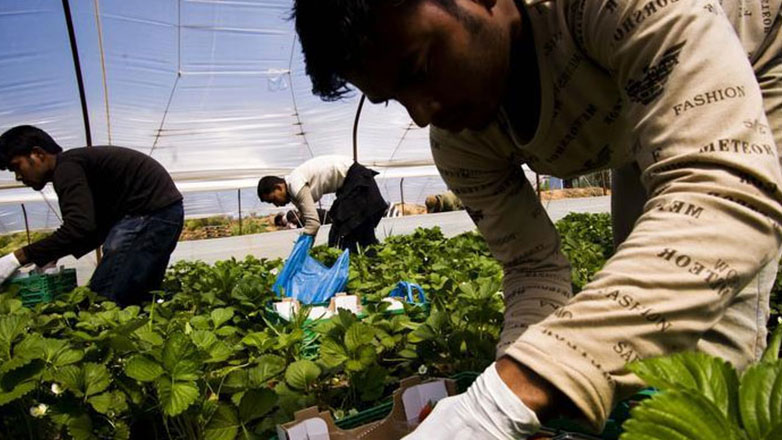 Υποστηρίζουν την τροπολογία για τη νομιμοποίηση ξένων εργατών οι εκπρόσωποι των Συνεταιρισμών