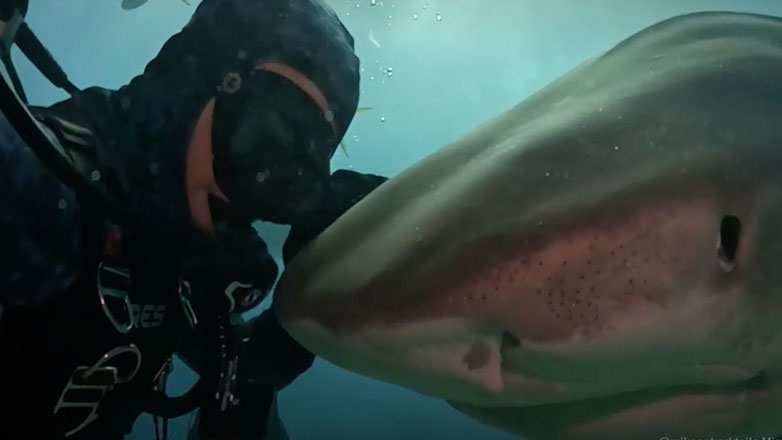 Αληθινή φιλία καρχαρία και δύτη