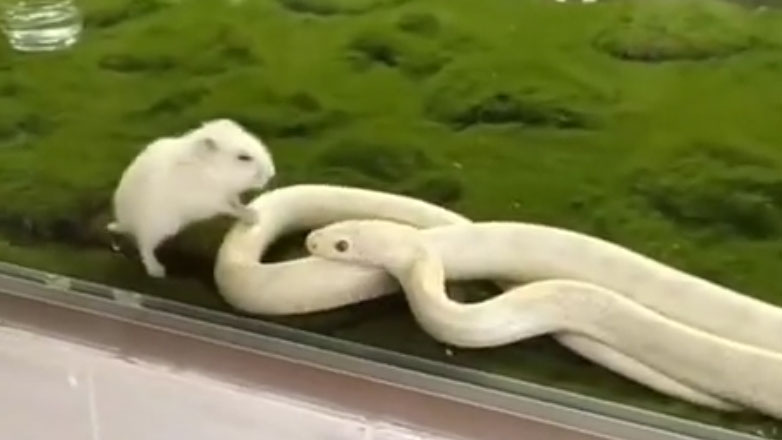 Το φίδι αστόχησε