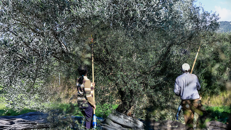 Απάτη δεκάδων χιλιάδων ευρώ από παραγωγούς με εικονικούς ελαιώνες