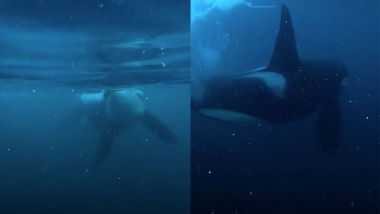 Όρκα ξαφνιάζει ένα δύτη