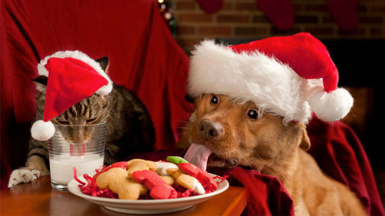 Gingerbreads με μέλι για τον σκύλο μας