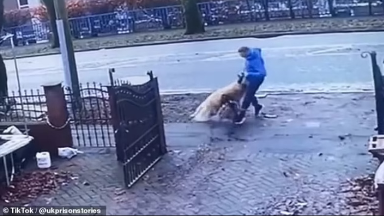 Τρομακτικές εικόνες με πίτμπουλ: Δεν άφηνε από τα δόντια του το λαμπραντόρ