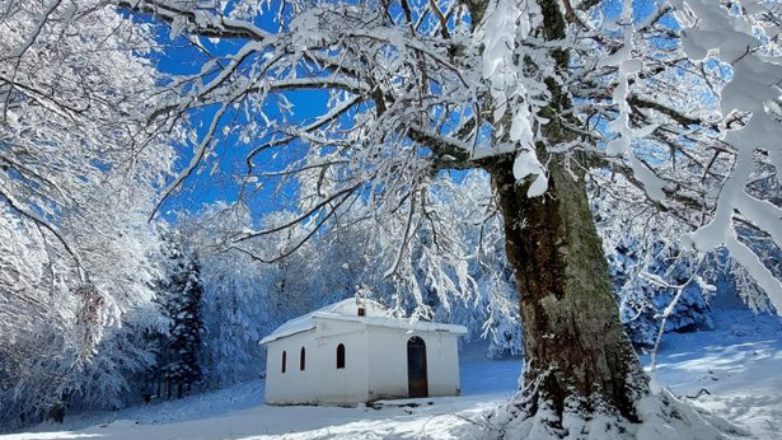 Το μαγευτικό δάσος της οξυάς στην Φθιώτιδα