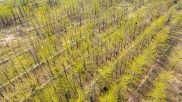 «Μη φυτεύετε άλλα δέντρα», λέει τώρα ο άνθρωπος που ενέπνευσε τον κόσμο να φυτέψει ένα τρισεκατομμύριο δέντρα