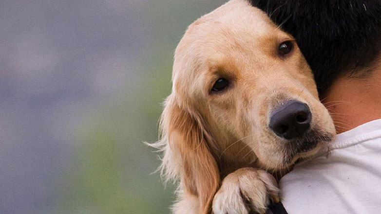 pet.gov.gr: Σε λειτουργία η πλατφόρμα για τα ζώα συντροφιάς