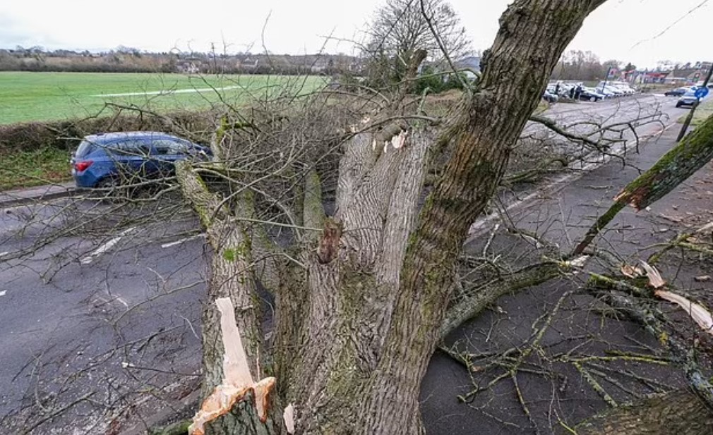 Ηράκλειο: Μερική πτώση δέντρου προκάλεσε διακοπή της κυκλοφορίας οχημάτων