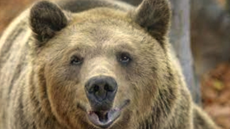 Νωρίτερα για ύπνο πήγαν οι αρκούδες του Αρκτούρου