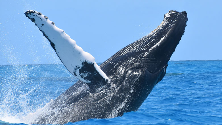 Ονομάστε αυτή τη φάλαινα! Πώς η τεχνητή νοημοσύνη εντοπίζει ζώα