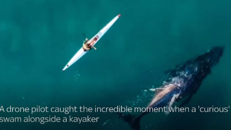 «Περίεργη» φάλαινα κάνει παρέα με… σέρφερ