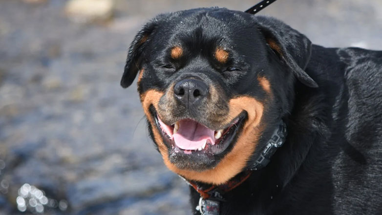 Καματερό: Σκύλος επιτέθηκε σε 9χρονο Καματερό: Σκύλος επιτέθηκε σε 9χρονο