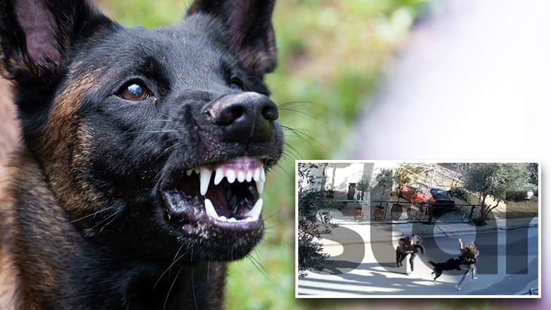 Συγκλονιστικό βίντεο: Η στιγμή που ο σκύλος επιτίθεται στον 9χρονο
