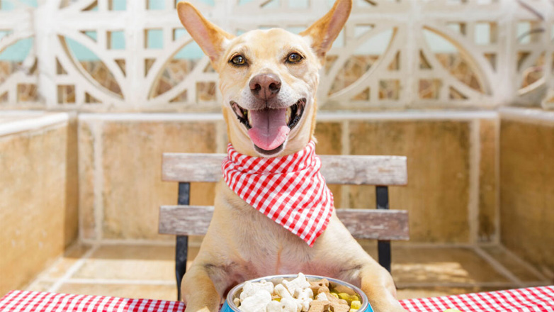 Σκύλος: Η χορταστική συνταγή που δυναμώνει την άμυνα του