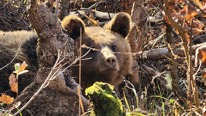 Ελληνοαλβανική συνεργασία για την απελευθέρωση παγιδευμένης αρκούδας 90 κιλών