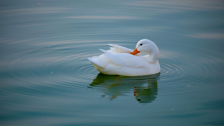 Ελβετία: Δημοψήφισμα για την απαγόρευση της εισαγωγής φουά γκρά και γουνών ζώων