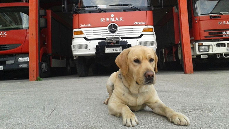 Θλίψη για τον θάνατο του διασωστικού σκύλου Μαξ
