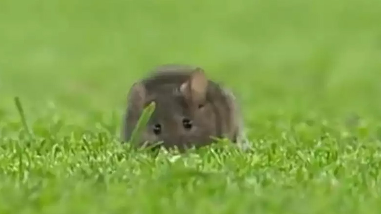 Απίστευτο: Ποντίκι έκανε βόλτα στον αγωνιστικό χώρο του γηπέδου της Μάντσεστερ Σίτι εν ώρα αγώνα!