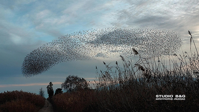 Αργολίδα: Εκατομμύρια ψαρόνια εντυπωσιάζουν με τον «χορό» τους