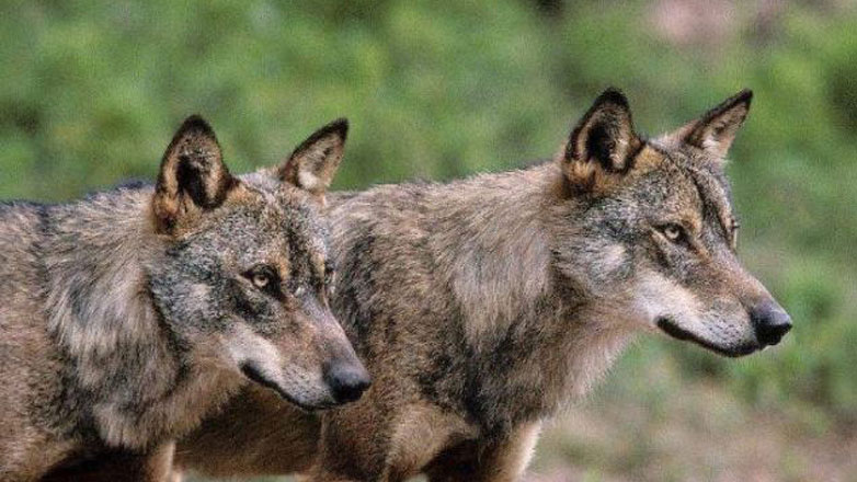 Εμφανίστηκαν λύκοι σε κατοικημένες περιοχές του Δήμου Δομοκού