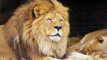 Γάζα: H πείνα πλήττει και τα ζώα στον ζωολογικό κήπο του θύλακα