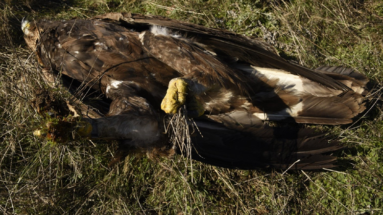 Κτηνωδία στον Έβρο: Δηλητηρίασαν σπάνιους χρυσαετούς και άλλα ζώα