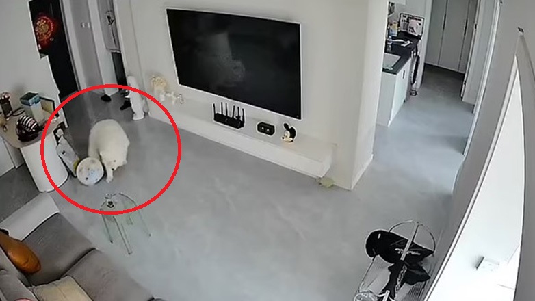 Σκούπα ρομπότ τα… βάζει με έναν σκύλο