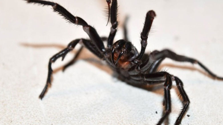 Αυστραλία: Bρέθηκε η μεγαλύτερη αρσενική και πιο δηλητηριώδης αράχνη στον κόσμο