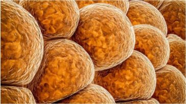 Βασικό ένζυμο ελέγχει την αύξηση του βάρους σε ζωικά μοντέλα