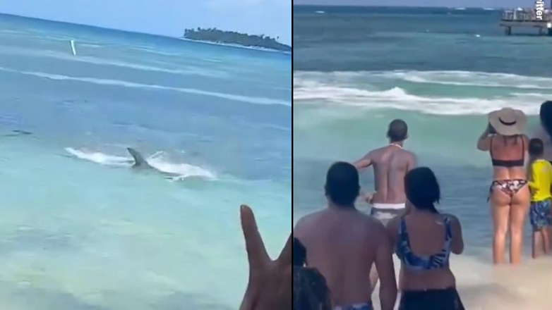 Τρόμος: Καρχαρίας «κόβει» βόλτες σε διάσημη παραλία της Καραϊβικής
