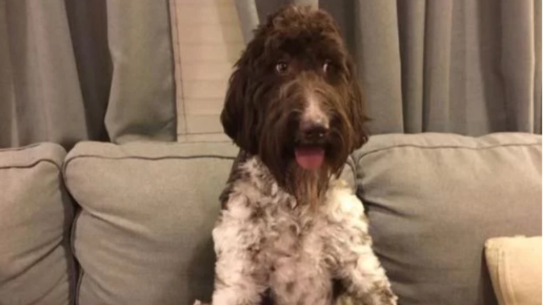 Σκύλος «εξαφάνισε» χαρτονομίσματα αξίας 4.000 δολαρίων