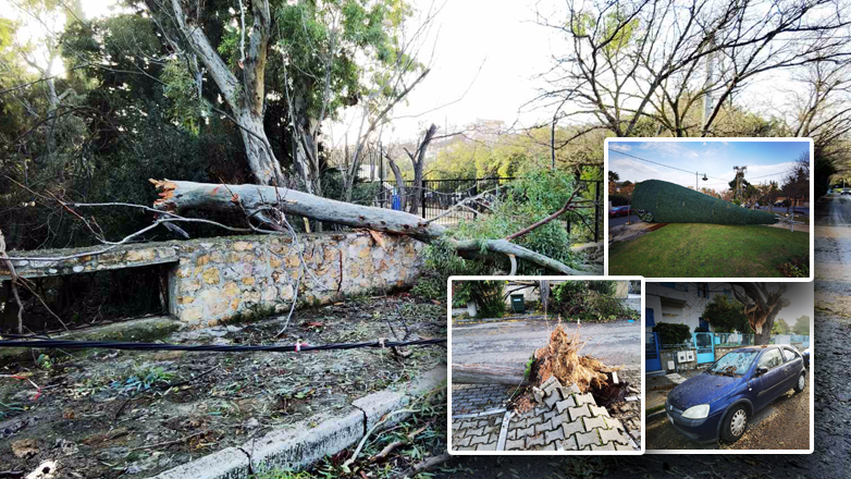 Πτώσεις δέντρων και ζημιές από το δυνατό μπουρίνι στην Αθήνα