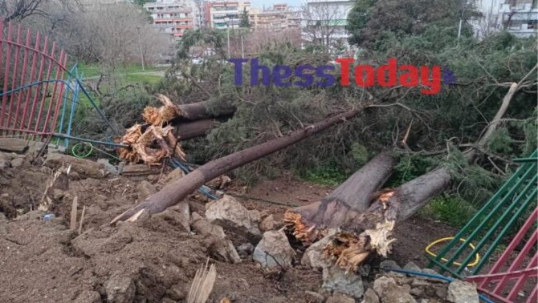 Θεσσαλονίκη: Έπεσαν δέντρα σε σχολείο στη Χαριλάου – Ξηλώθηκε καγκελόπορτα και καταπλακώθηκαν τρία ΙΧ