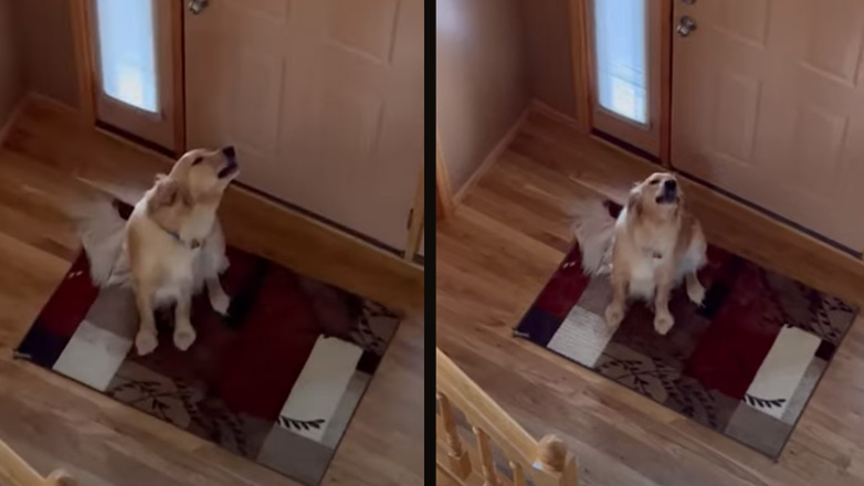 Ο σκύλος νόμιζε ότι ήταν μόνος στο σπίτι