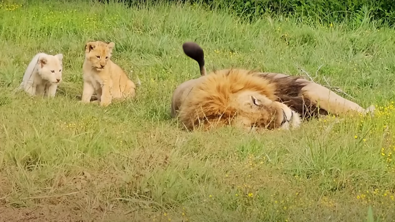 Τα λιονταράκια δεν αφήνουν το μπαμπά να κοιμηθεί