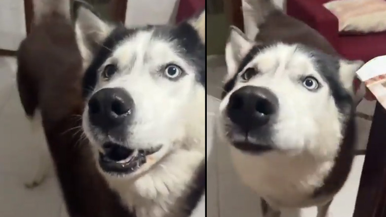 Ένα χάσκι μιλάει ιταλικά