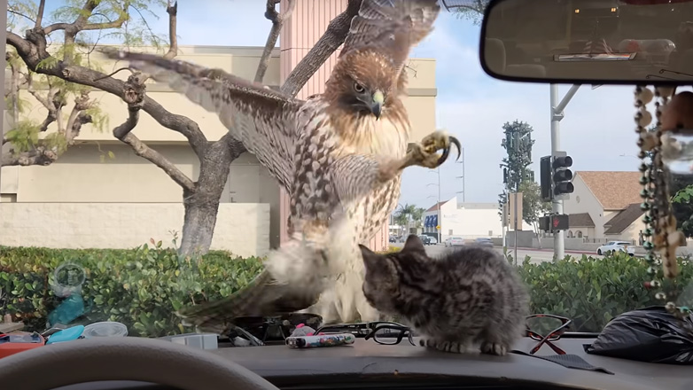 Γεράκι «επιτίθεται» σε ένα γατάκι