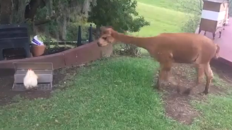 Η κότα δεν αφήνει το αλπακά να φάει το φαγητό της